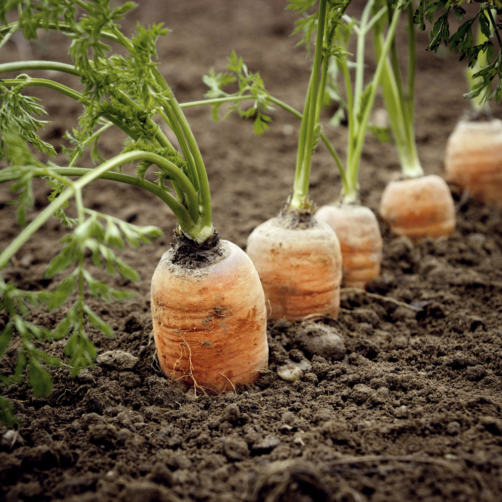 organic-carrots