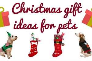 Christmas Gift Ideas For Pets TheFuss.co.uk