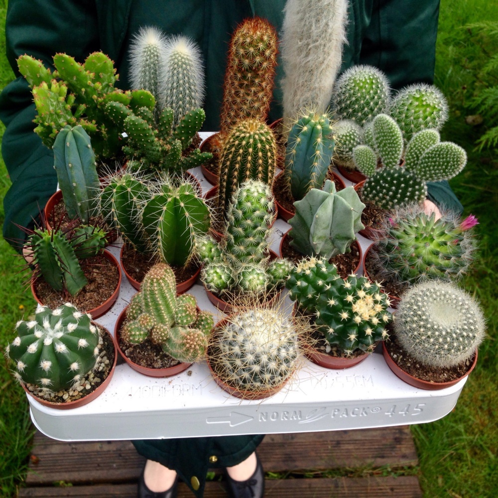 Set Of 10 Mixed Cactus Plants